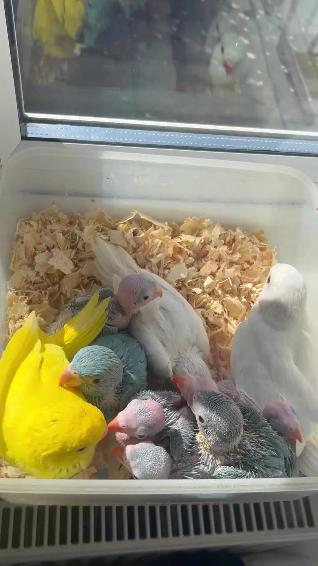 Ringnecks birds for sale:     Super Tame Hand Reared Babies £50 off today !  - Video 4