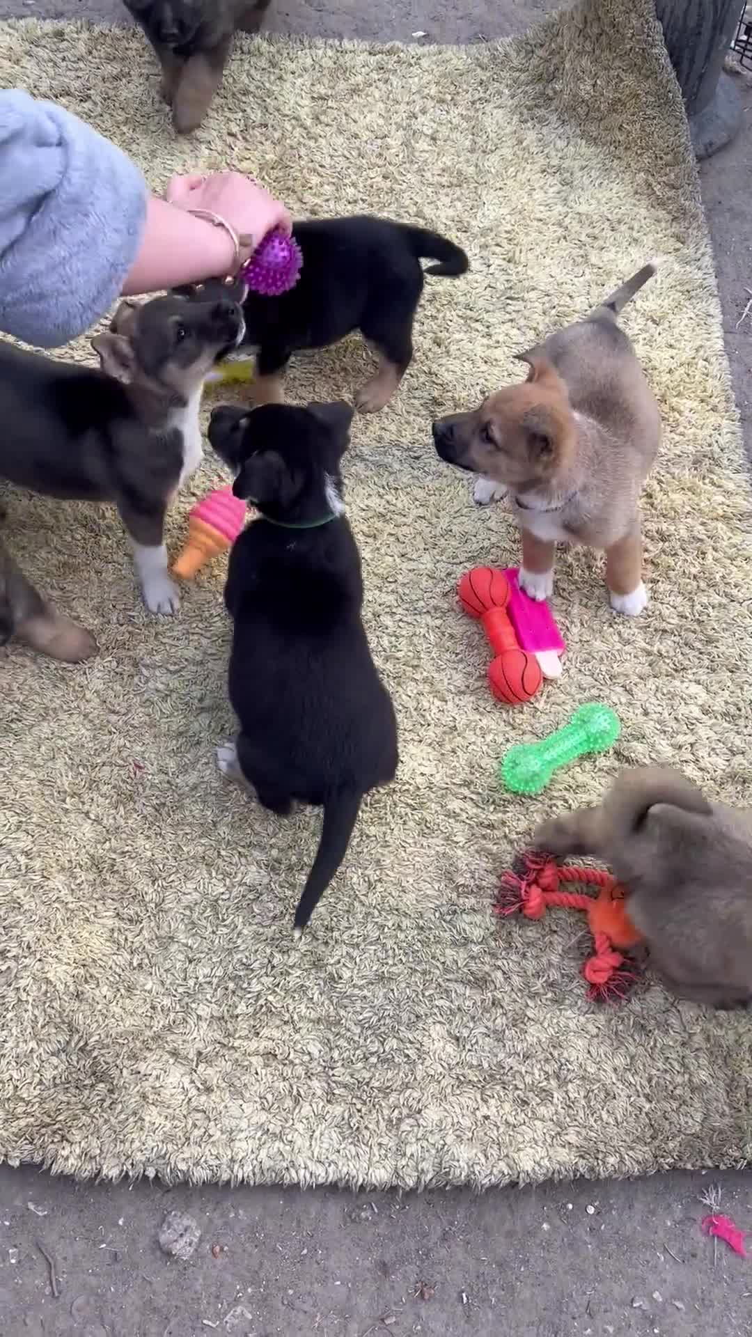 German Shepherd dogs for sale: 9 beautiful German shepherd puppies ready to go  in Feltham - Video 1