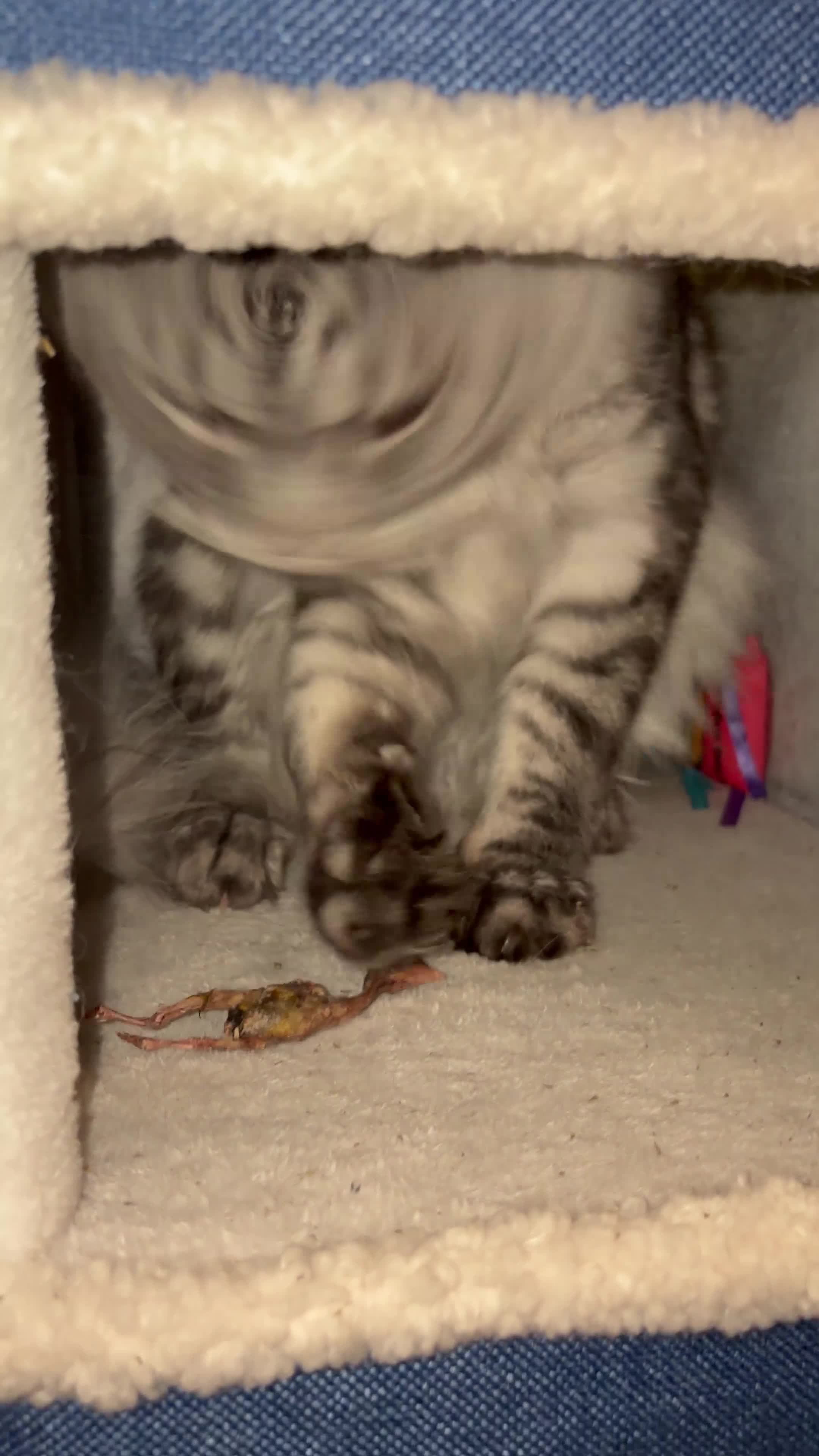 Maine Coon cats for stud: Dexter - XXL Maine Coon Male (Age: 1 Yr) - Video 1