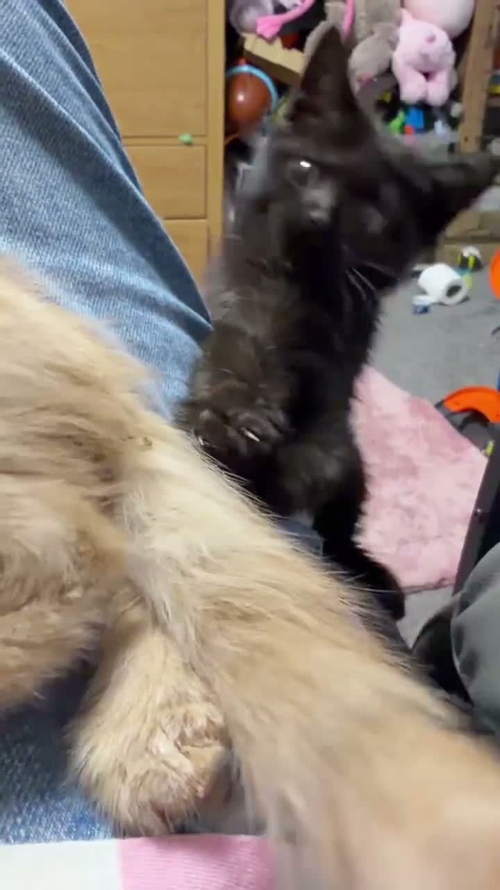Maine Coon cats for sale: Gorgeous XL Russian Maine Coon X GCCF BSH kittens - Video 2