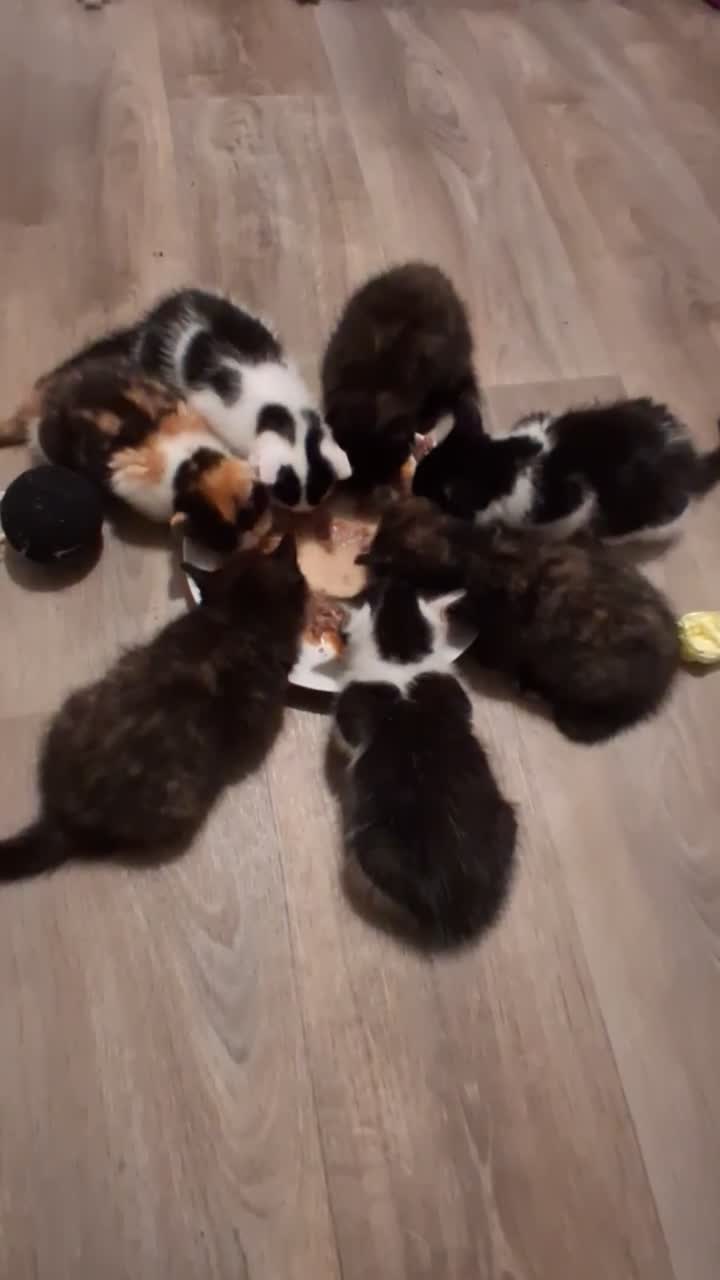 Ragdoll cats for sale: Ragdol x half Main Coon  - Video 2