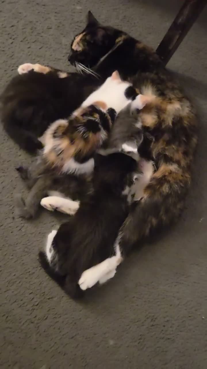 Mixed Breed cats for sale: four little kittens in Edinburgh - Video 1