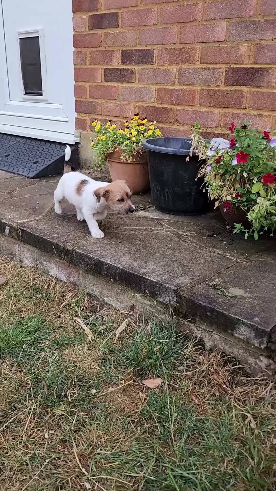 Jack Russell dogs for sale: 2 Gorgeous Jack Russell Males for sale - Video 1