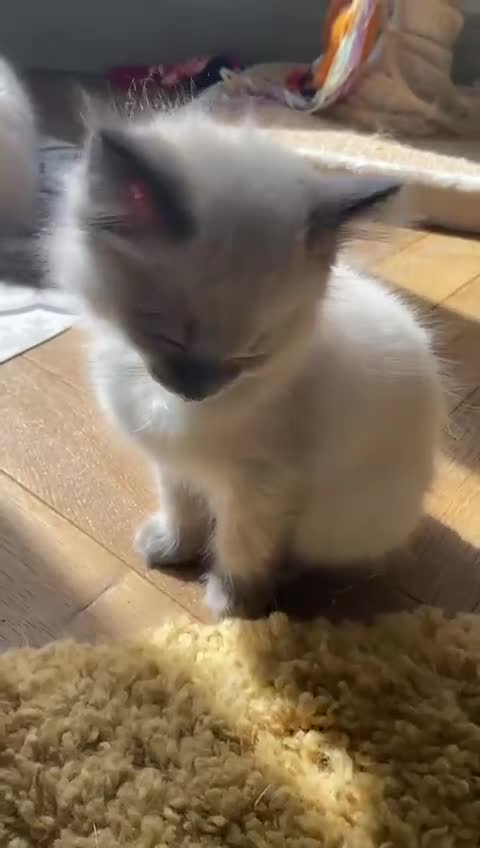 Ragdoll cats for sale: GCCF Ragdoll Kittens - Video 3