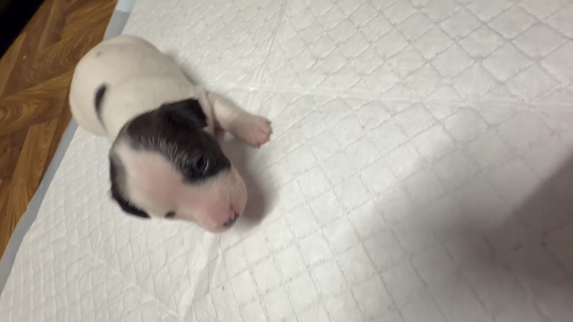 Jack Russell dogs for sale: Jack Russell Puppies  in York - Video 1