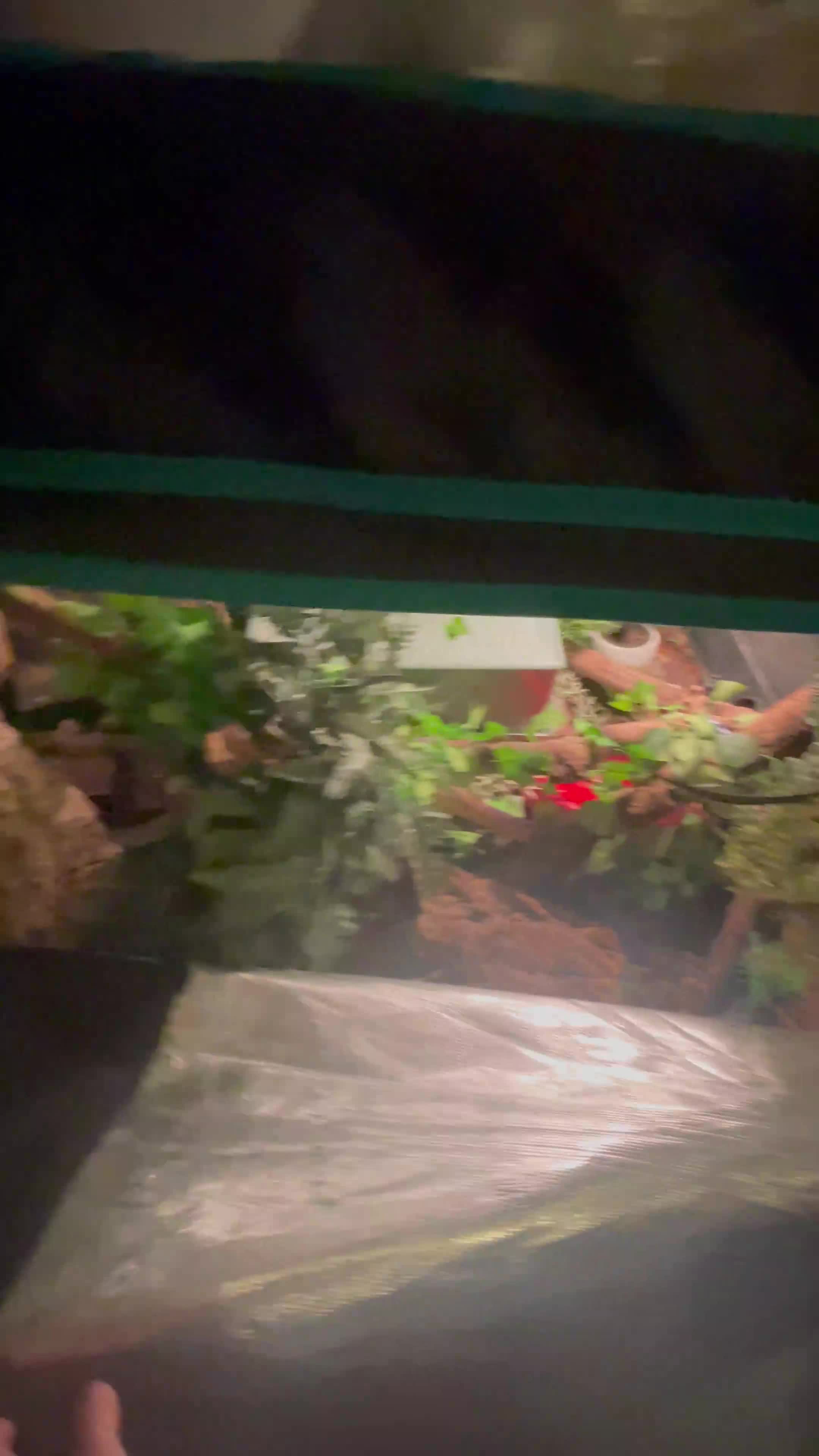 Boa Snake reptiles for sale: 6FT Boa + Full LARGE Setup  - Video 1