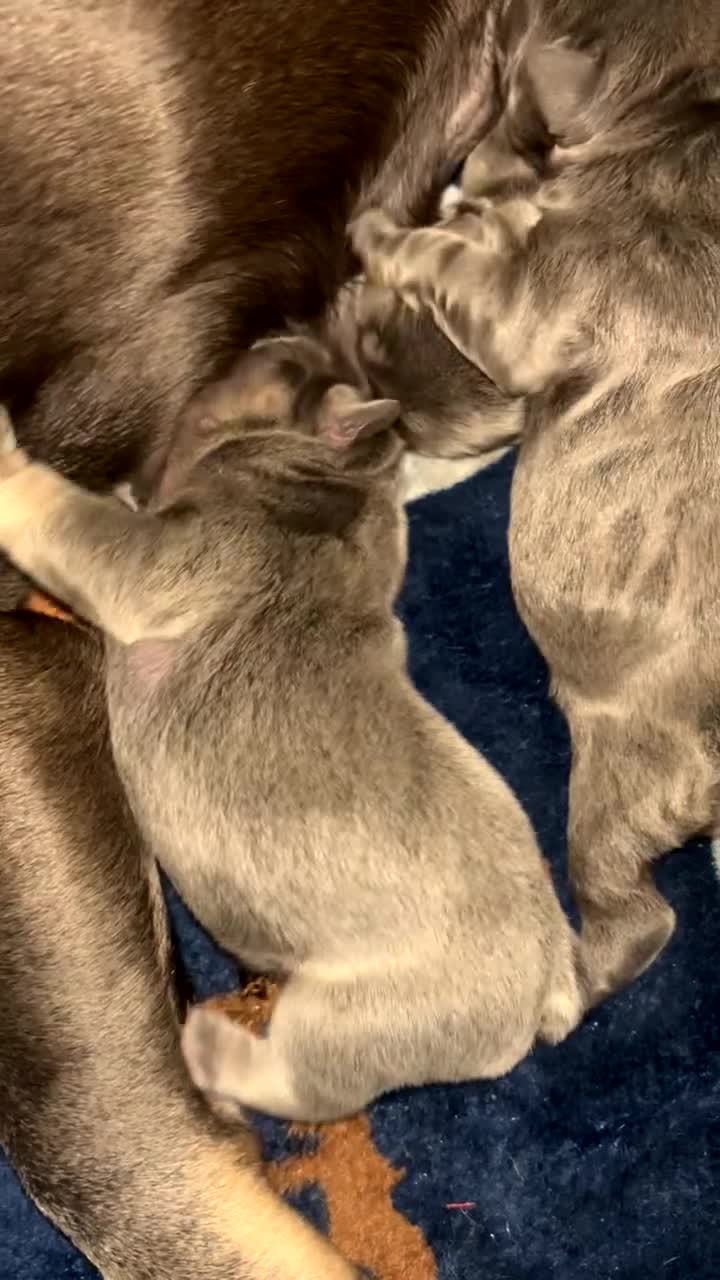 French Bulldog dogs for stud: Male blue + tan tri carrier stud  - Video 1