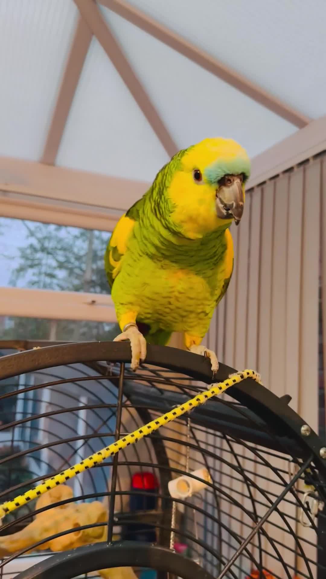 Parrots birds for sale: Blue-Fronted Amazon parrot - Video 1