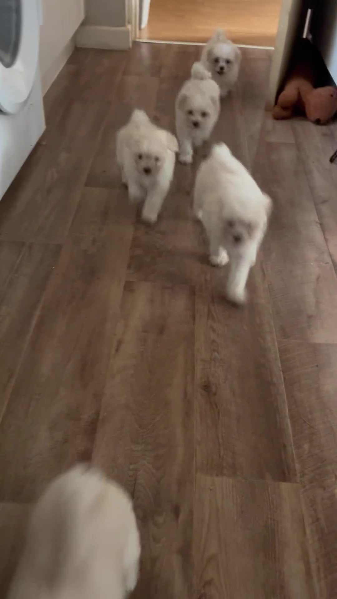 Maltese dogs for sale: ONE FEMALE Maltese Puppy *READY NOW* - Video 1