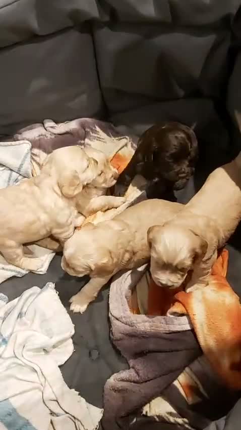 Cocker Spaniel dogs for sale: Cocker Spaniel Puppies - Video 2