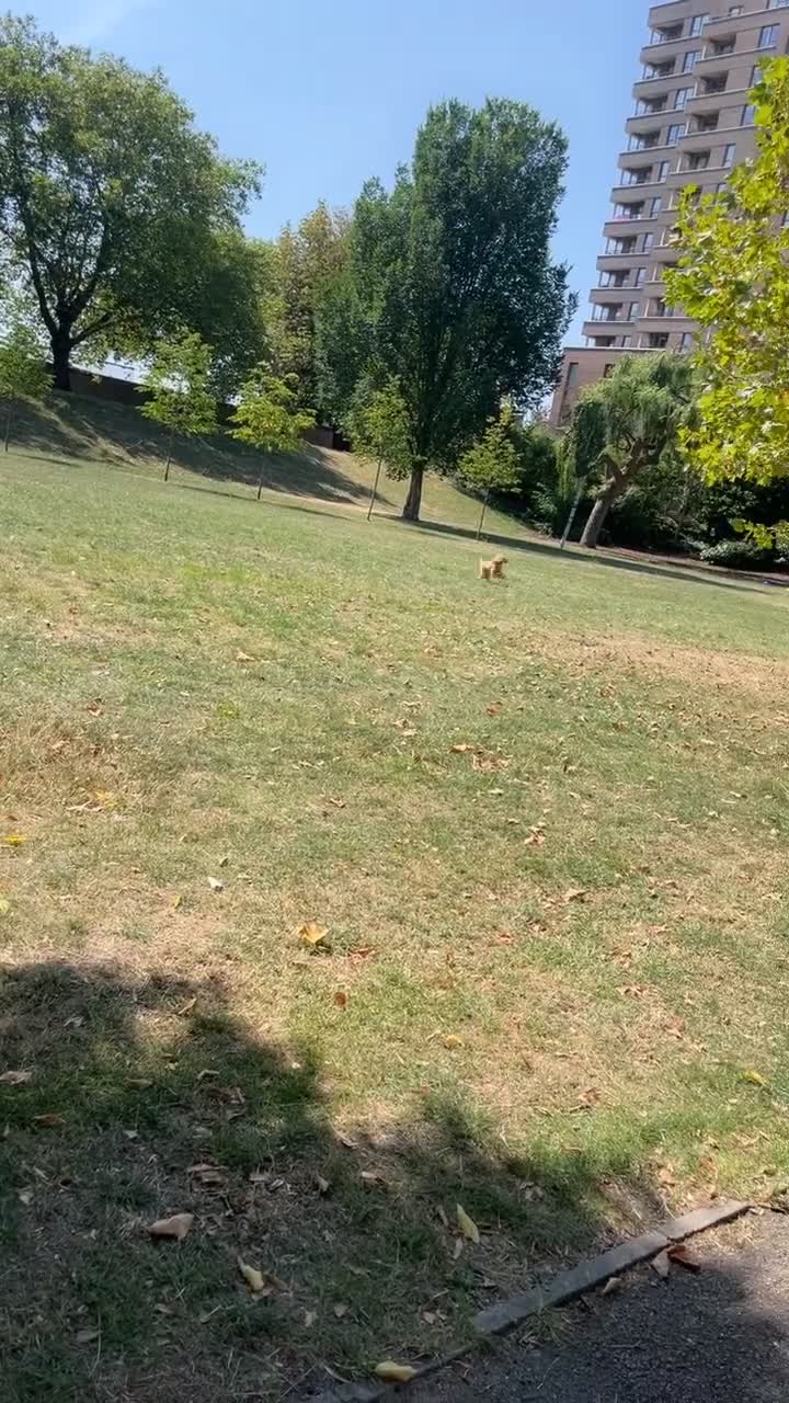 Cockapoo dogs for sale: Cockapoo Puppy – Loving Home Needed 🐶❤️ - Video 1