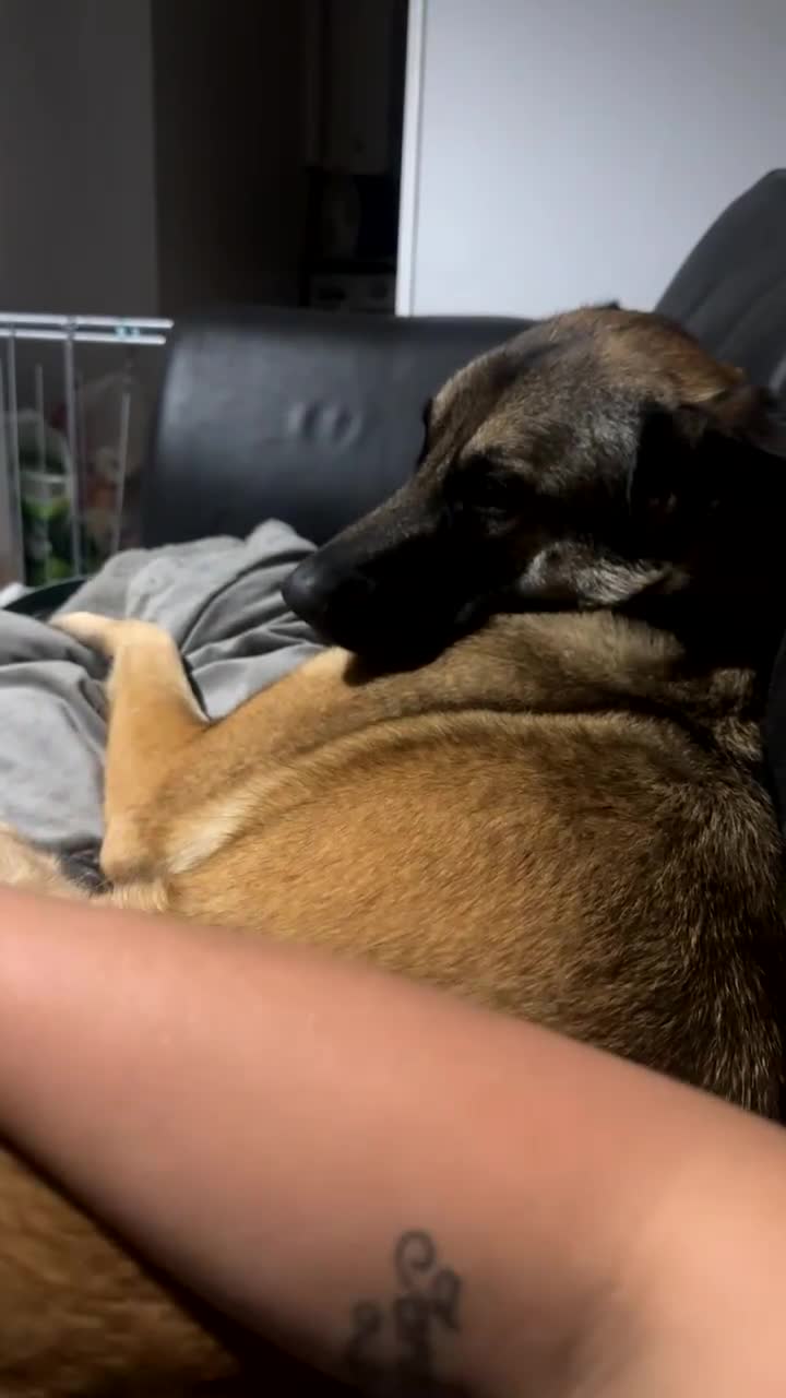 Belgian Shepherd Dog dogs for sale: Beautiful Female Malinois  - Video 3