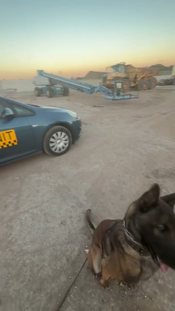 Mixed Breed dogs for sale: Trained security Belgiun Malinois  in Leeds - Video 2