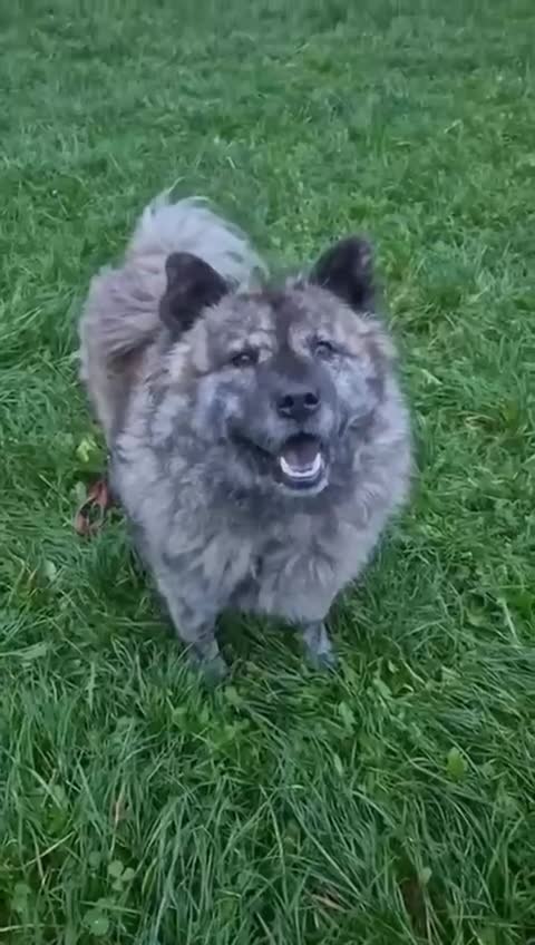 Mixed Breed dogs for adoption: Luna Chow - the people's princess 💜 in Kidderminster - Video 1