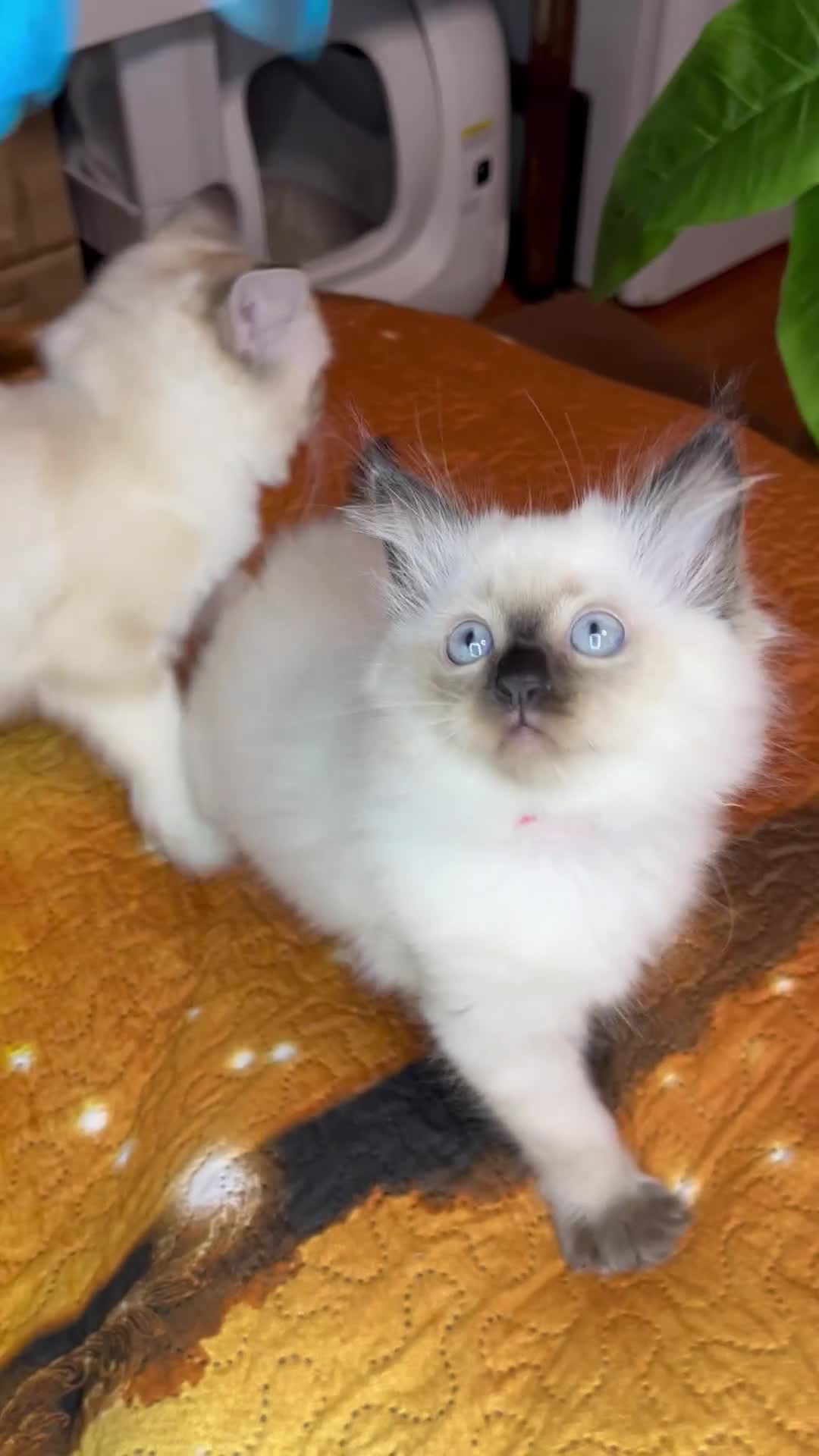 Ragdoll cats for sale: 💖Fabulous Pure Ragdoll Kittens Waiting for Love❤️ - Video 4