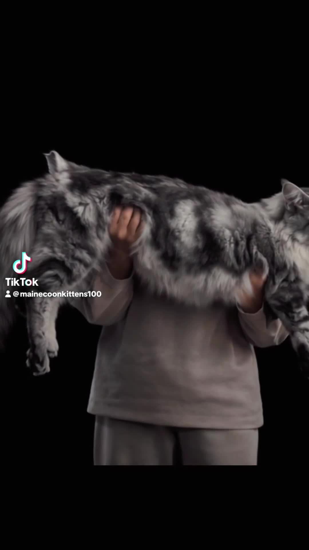 Maine Coon cats for stud: Several studs available  - Video 1