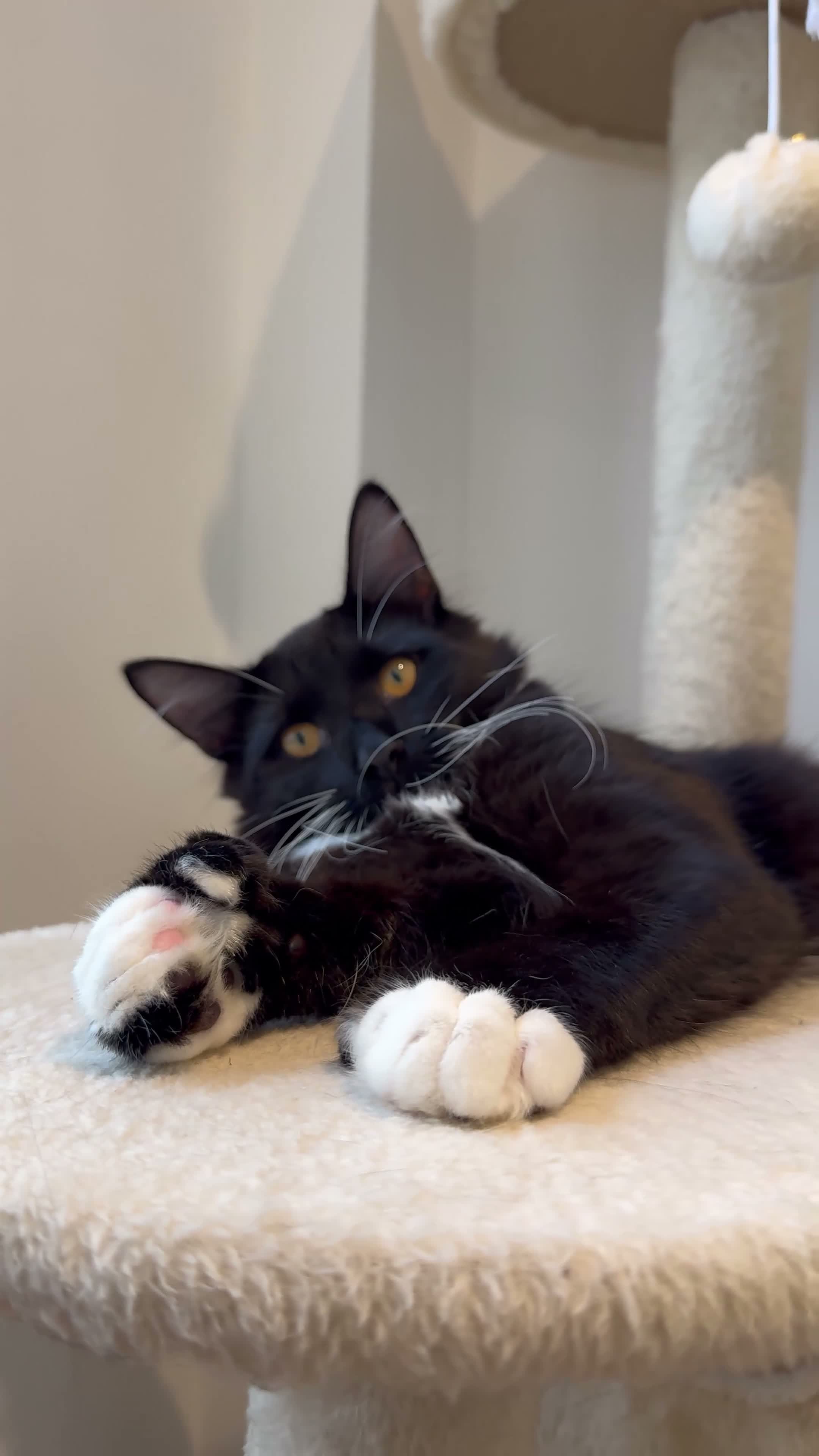 Mixed Breed cats for sale: Beautiful Maine Coon Type Tuxedo Male Cat 6 Months - Video 1