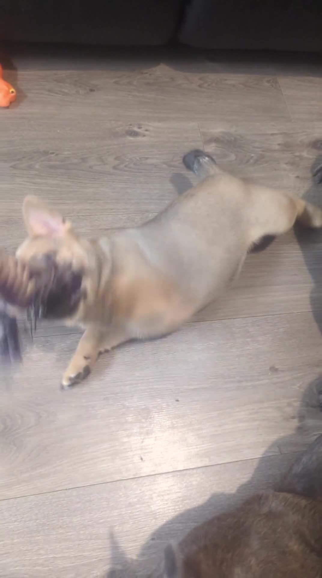 Mixed Breed dogs for sale:  3 Frow Frow girls available - Video 1