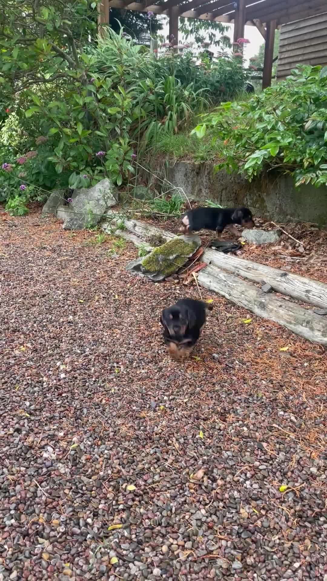 Mixed Breed dogs for sale: Dachshund Crosses - Video 1