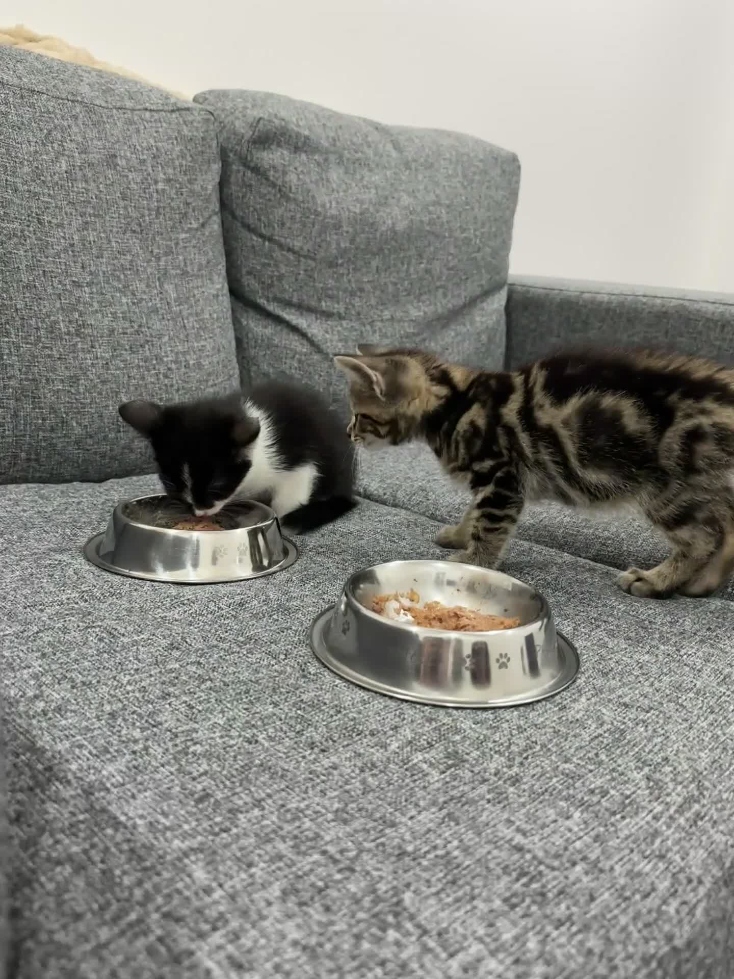 Domestic Shorthair cats for sale: Adorable bonded brothers in Birmingham - Video 1