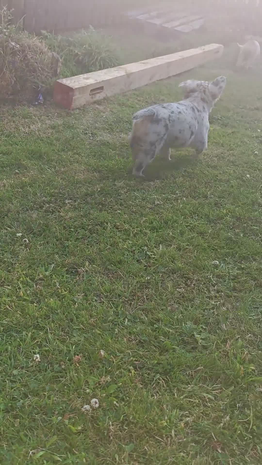 French Bulldog dogs for sale: Price reduced Fluffy French Bulldogs - Video 1