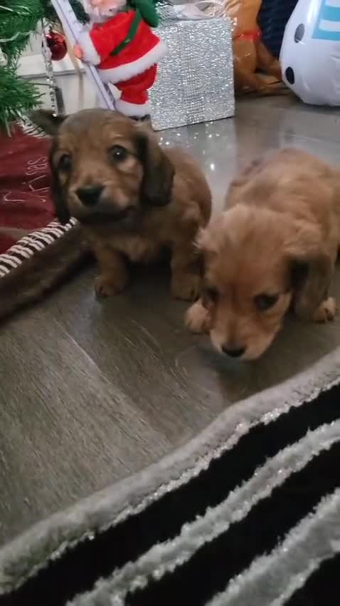 Miniature Dachshund dogs for sale: Miniature long haired daschunds  - Video 1