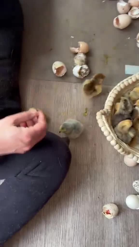 Chickens poultry for sale: Day‑Old Chicks and Hatching eggs - pure breed - Video 1