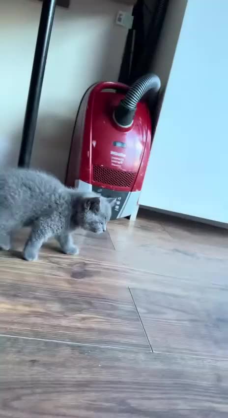 Scottish Fold cats for sale: Amazing Kittens Waiting for You! Just 2 left🥰 - Video 2