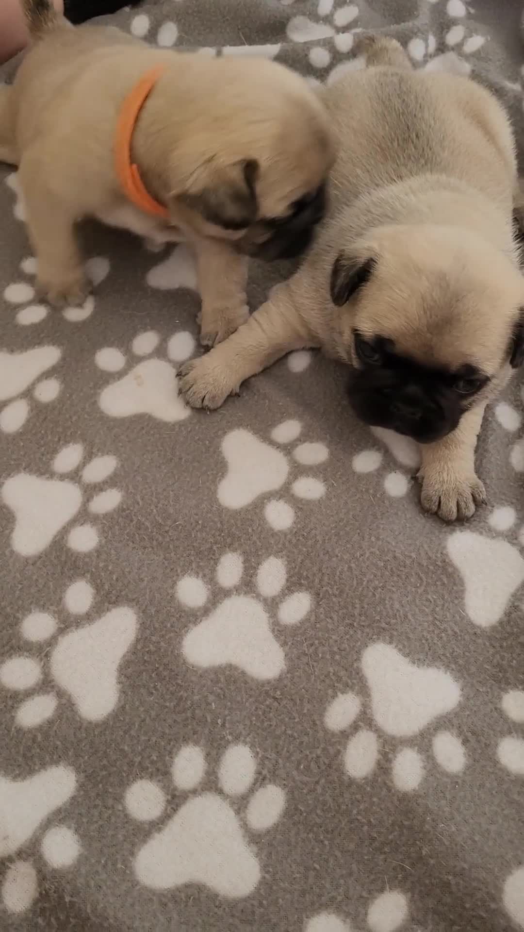 Frug dogs for sale: Just the male left frug left now - Video 1