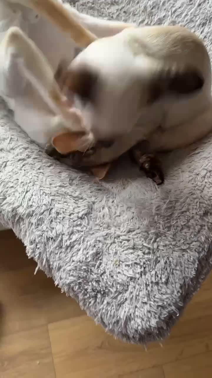 Siamese cats for sale:  Gccf registered Siamese’s  - Video 2