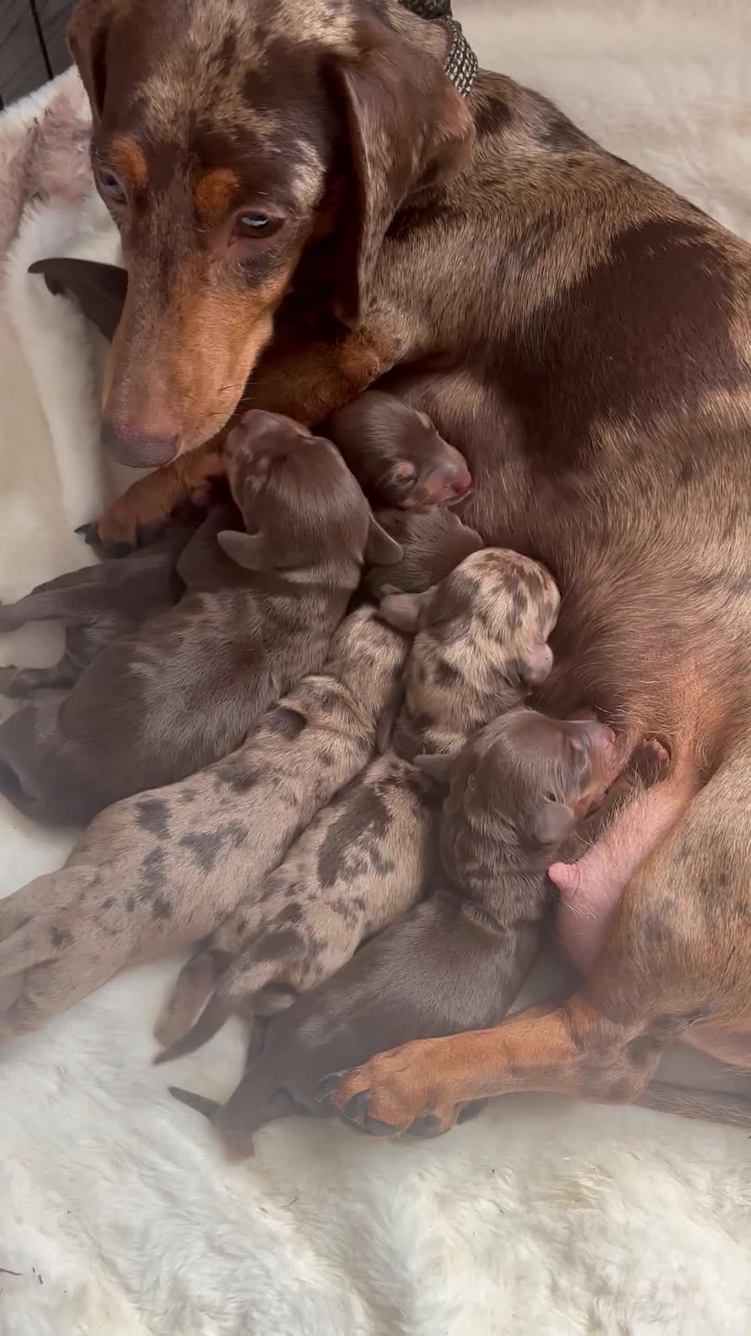 Miniature Dachshund dogs for sale: KC Reg Miniature Dachshund Puppies - Video 1