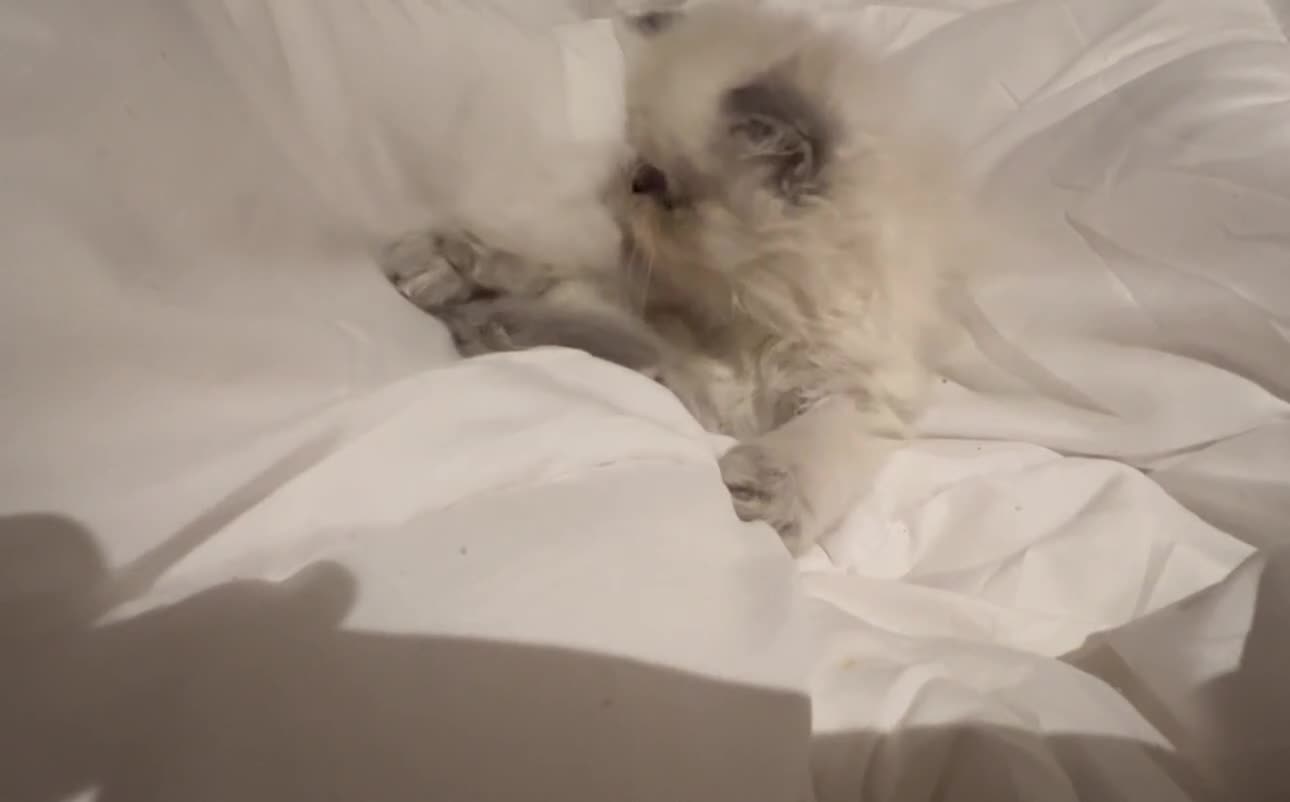 Persian cats for sale: Colourpoint peke faced Persian kittens ready to go - Video 1