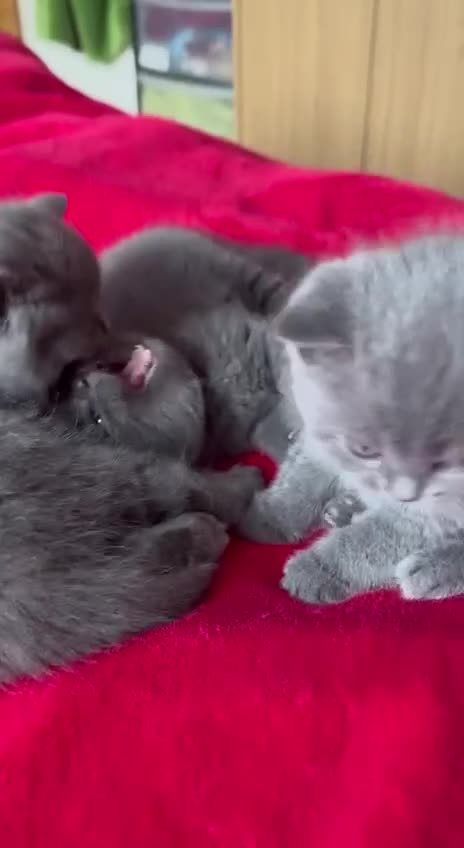 British Shorthair cats for sale: 3 kittens for sale - Video 3
