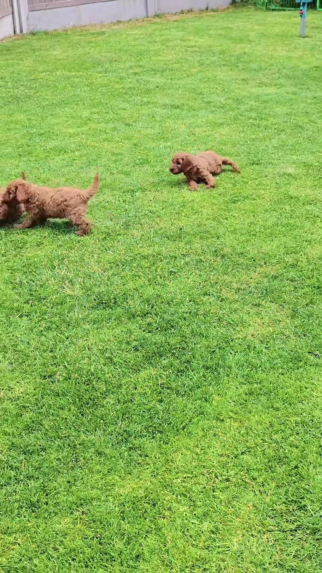 Cavapoo dogs for sale: MiniatureF1B💥DNAHealthTestedParents💥FamilyRaised - Video 1
