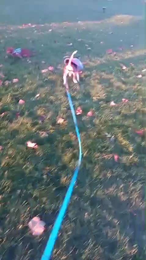 Beagle dogs for adoption: ❤️🐾 Lucy – A TRUE LITTLE GEM 🐾❤️ - Video 2