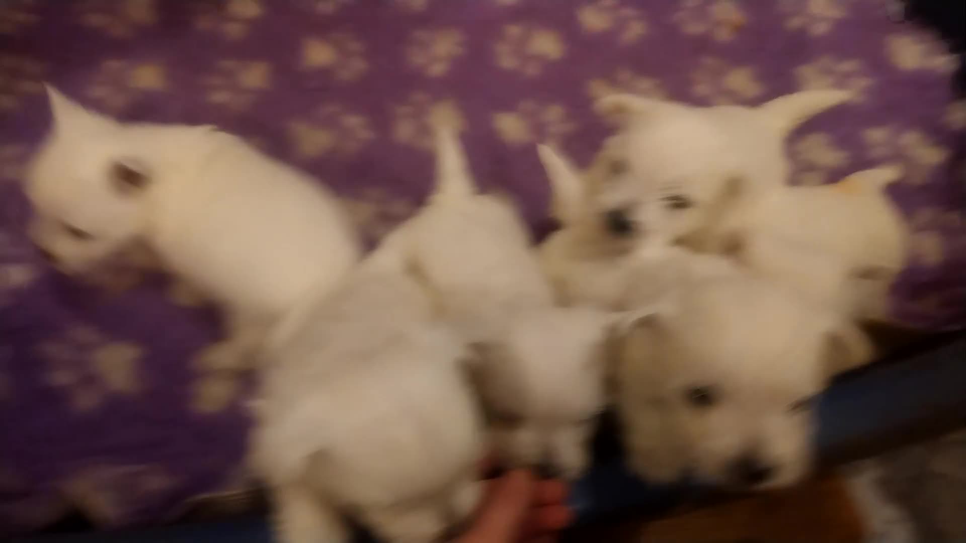 West Highland Terrier dogs for sale: Gorgeous KC registered Westie pups - Video 1