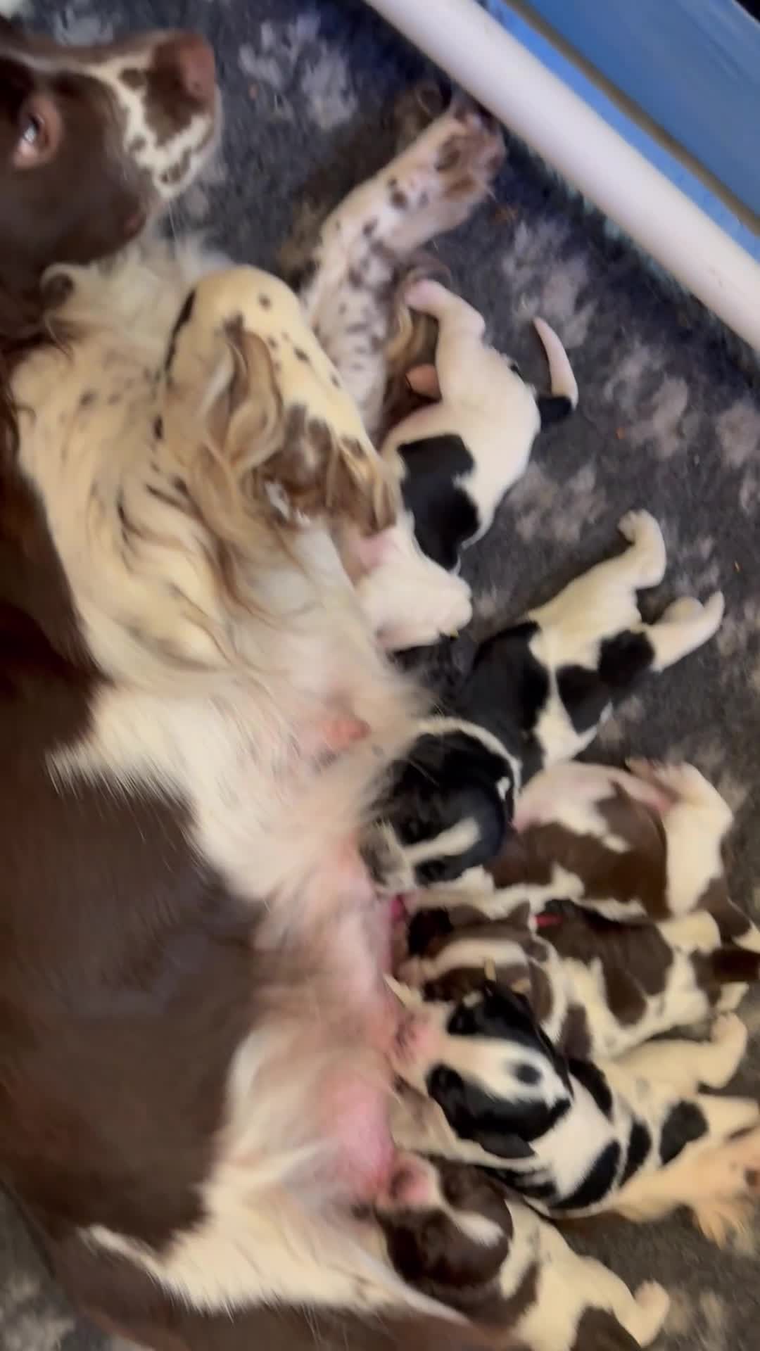 Sprocker dogs for sale: Stunning Sprocker pups  - Video 1