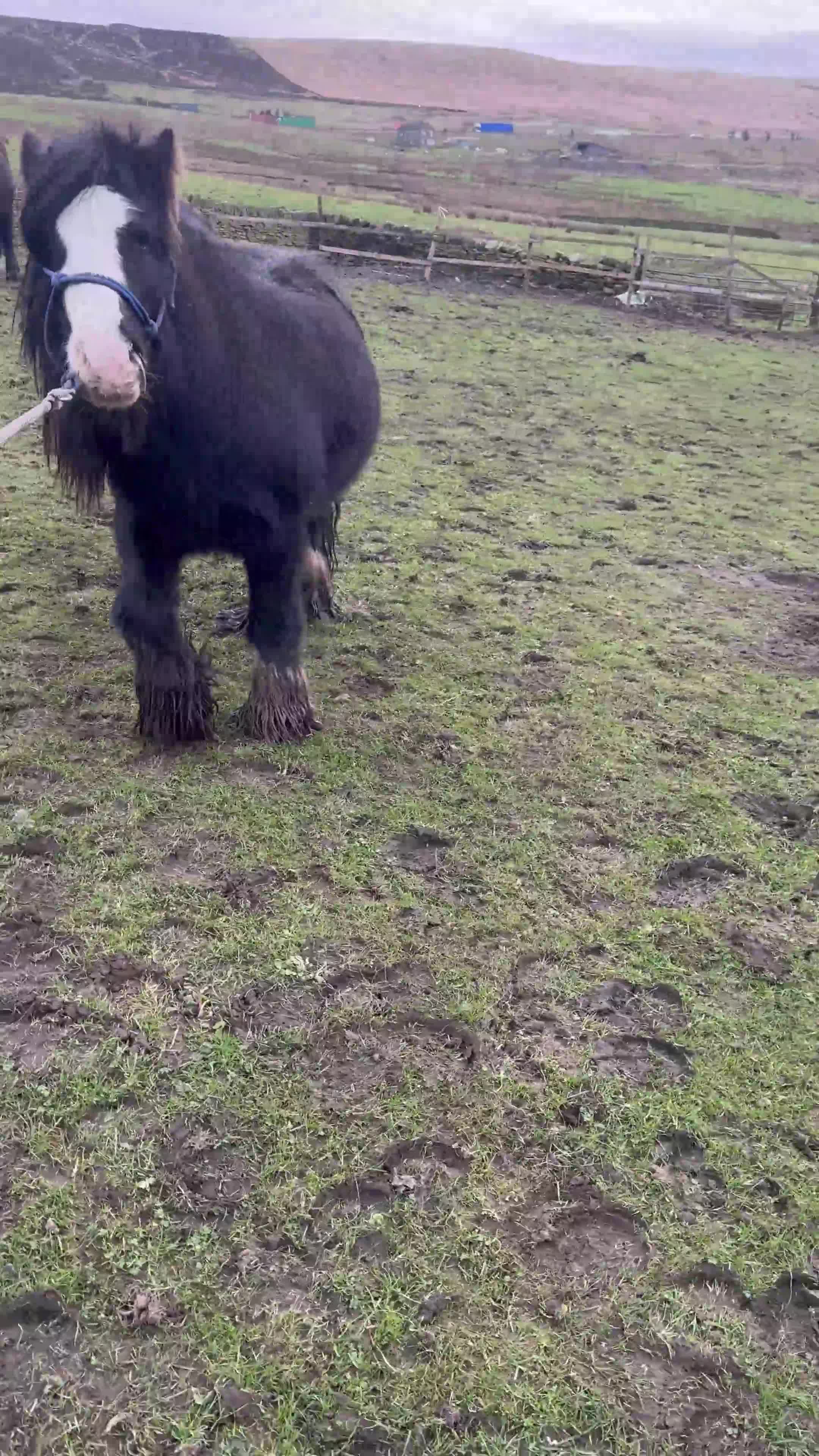 Other Breed horses for sale: Mini cob stallion - Video 1