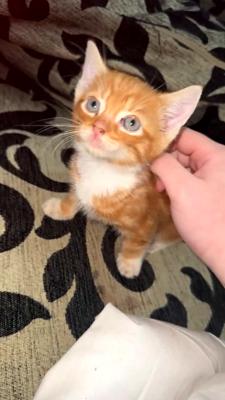 Mixed Breed cats for sale: Punkin is looking for a new home  - Video 1