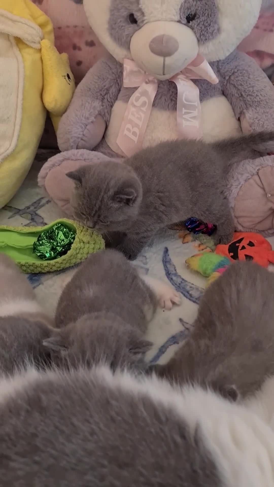 British Shorthair cats for stud: FOR MATING ONLY. Registered GCCF Quality Boy . in Mexborough - Video 4