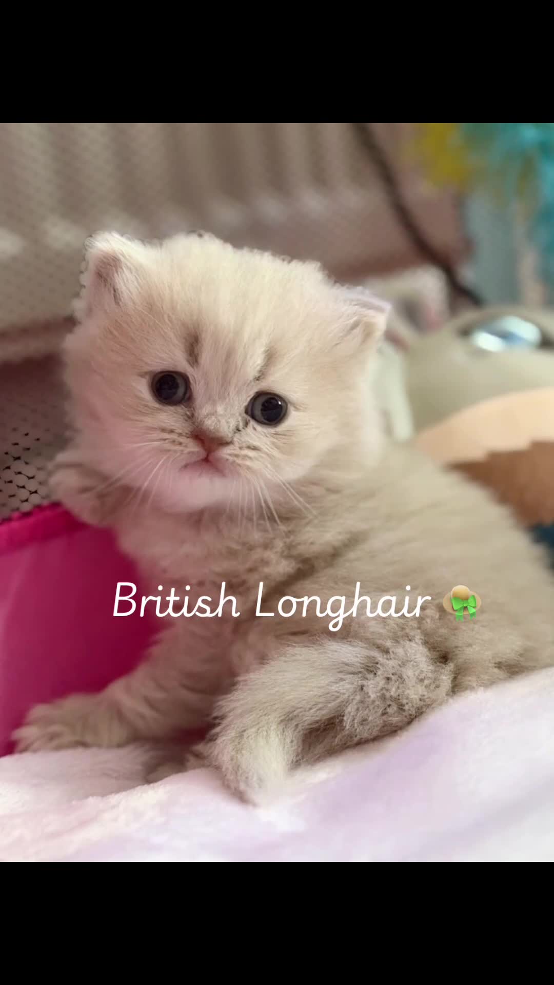 British Longhair cats for sale: 🎀Last longhair girl available from this litter.  - Video 4