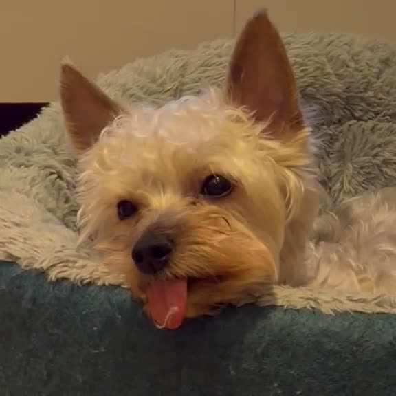 Yorkshire Terrier dogs for stud: KC Registered Blue & Tan Yorkshire Terrier STUD - Video 1