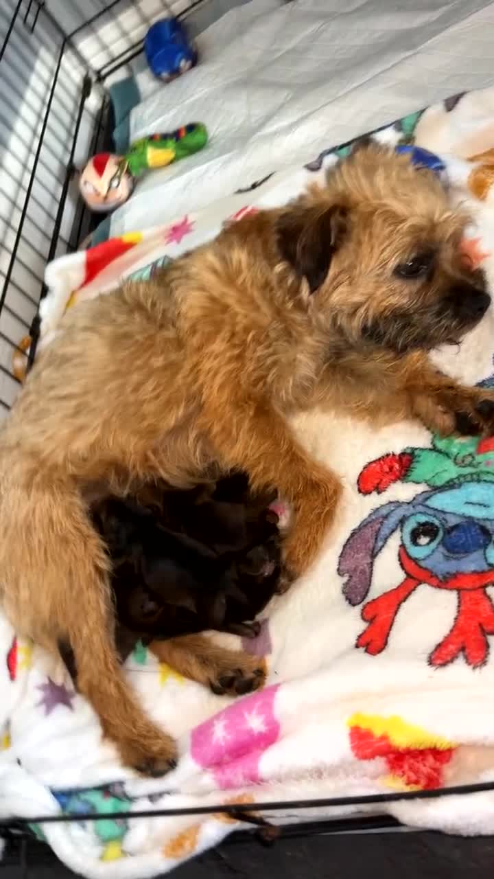 Border Terrier dogs for sale: Border terrier pups - Video 2