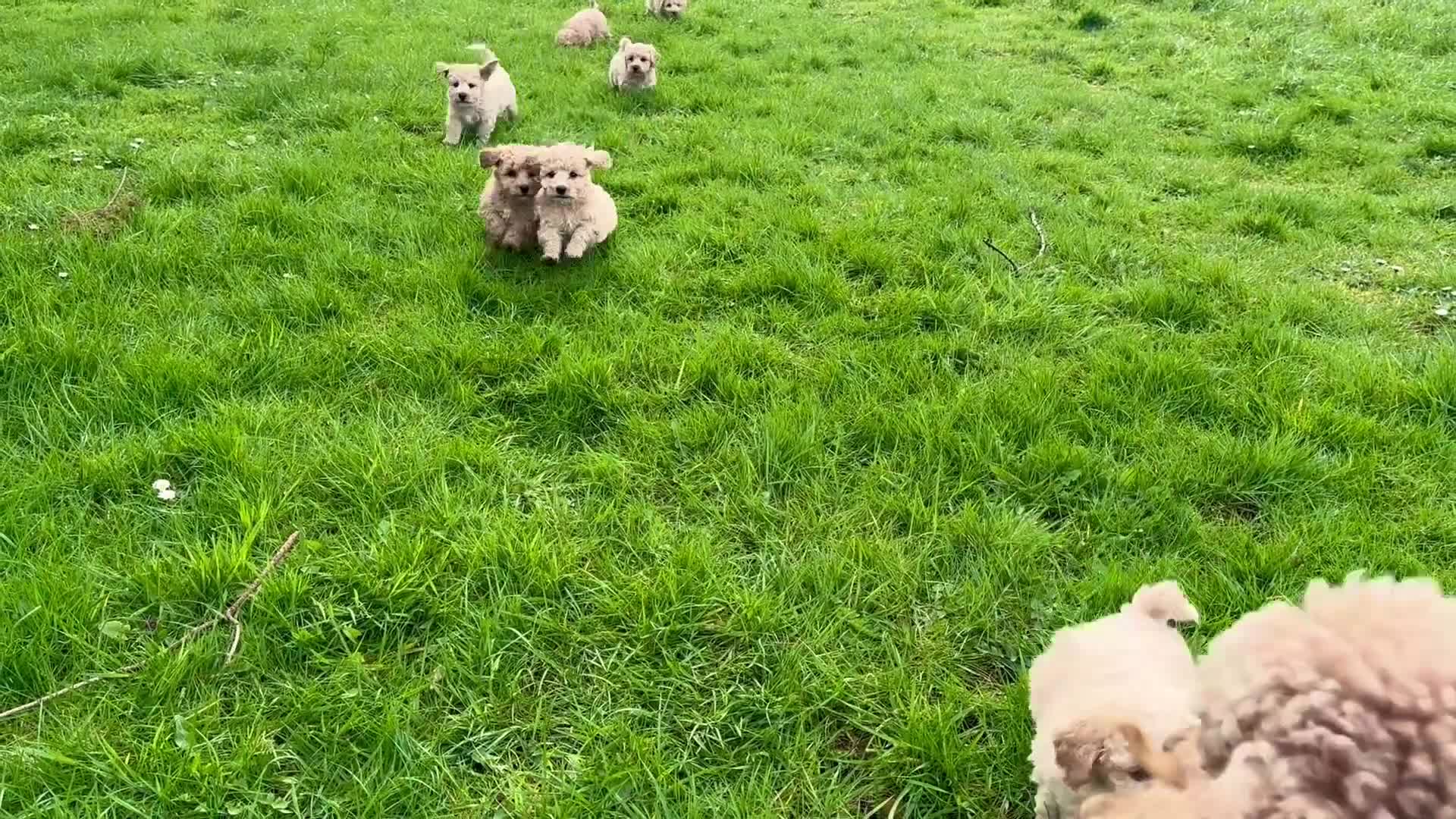 Poochon dogs for sale: Ready now Stunning mini F1 health tested Poochons - Video 1