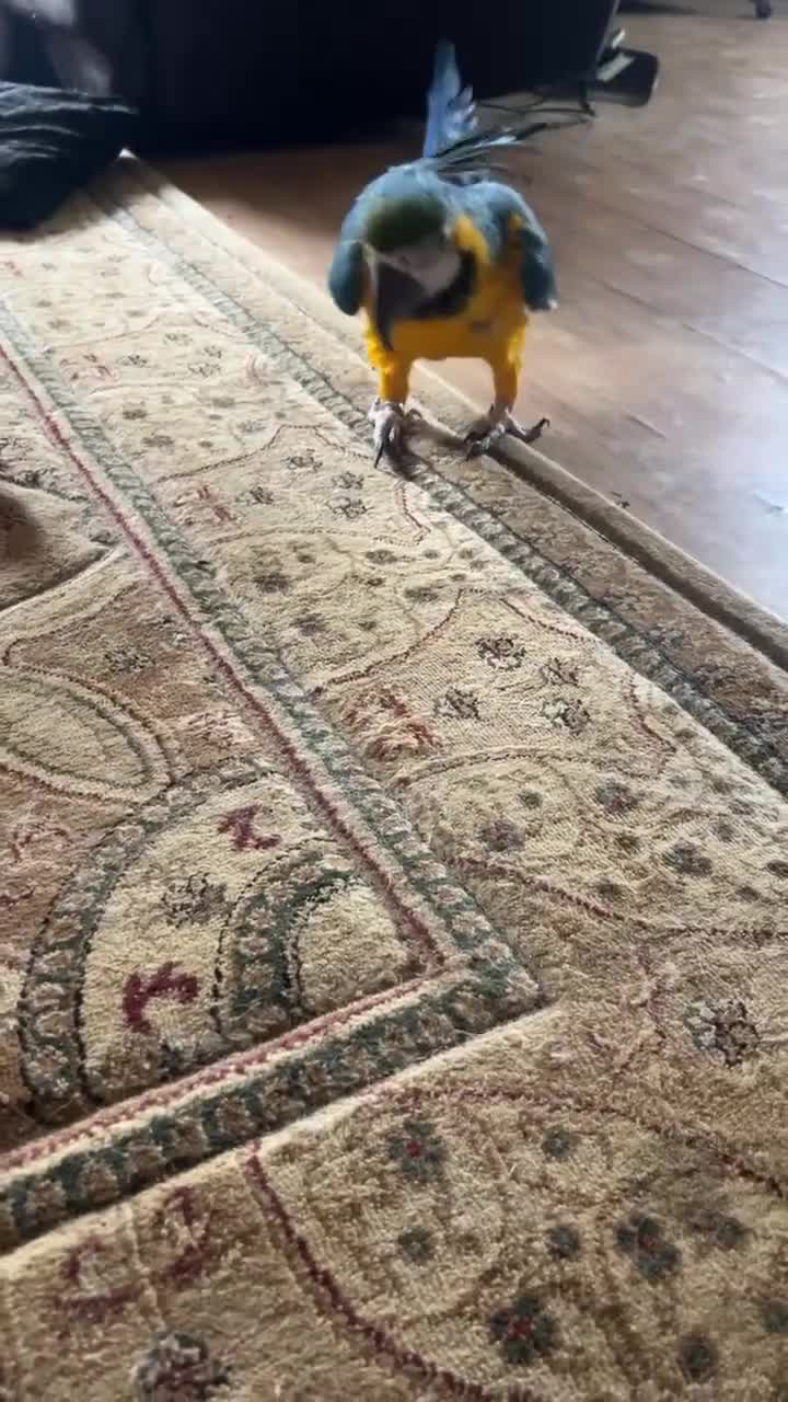 Macaws birds for sale: Blue&gold macaw for sale - Video 1
