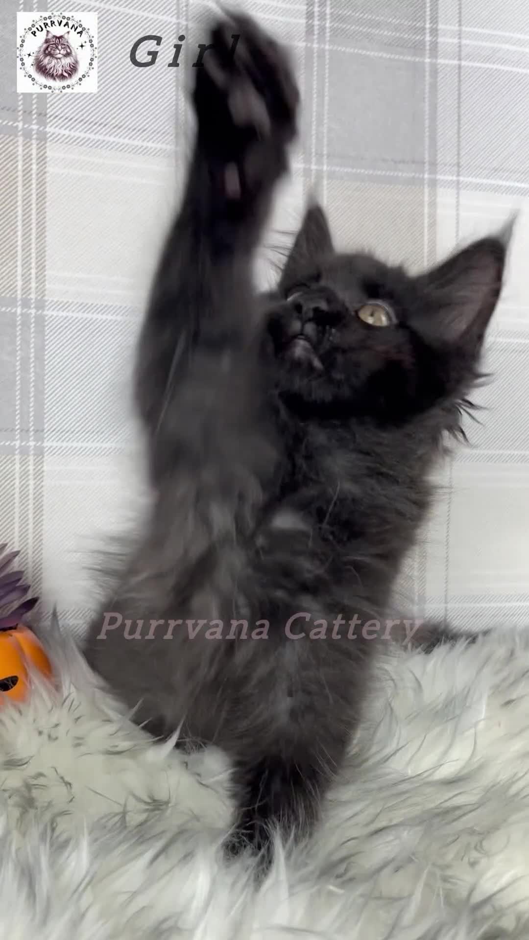 Maine Coon cats for sale: TICA registered adorable Maine coon kittens - Video 4