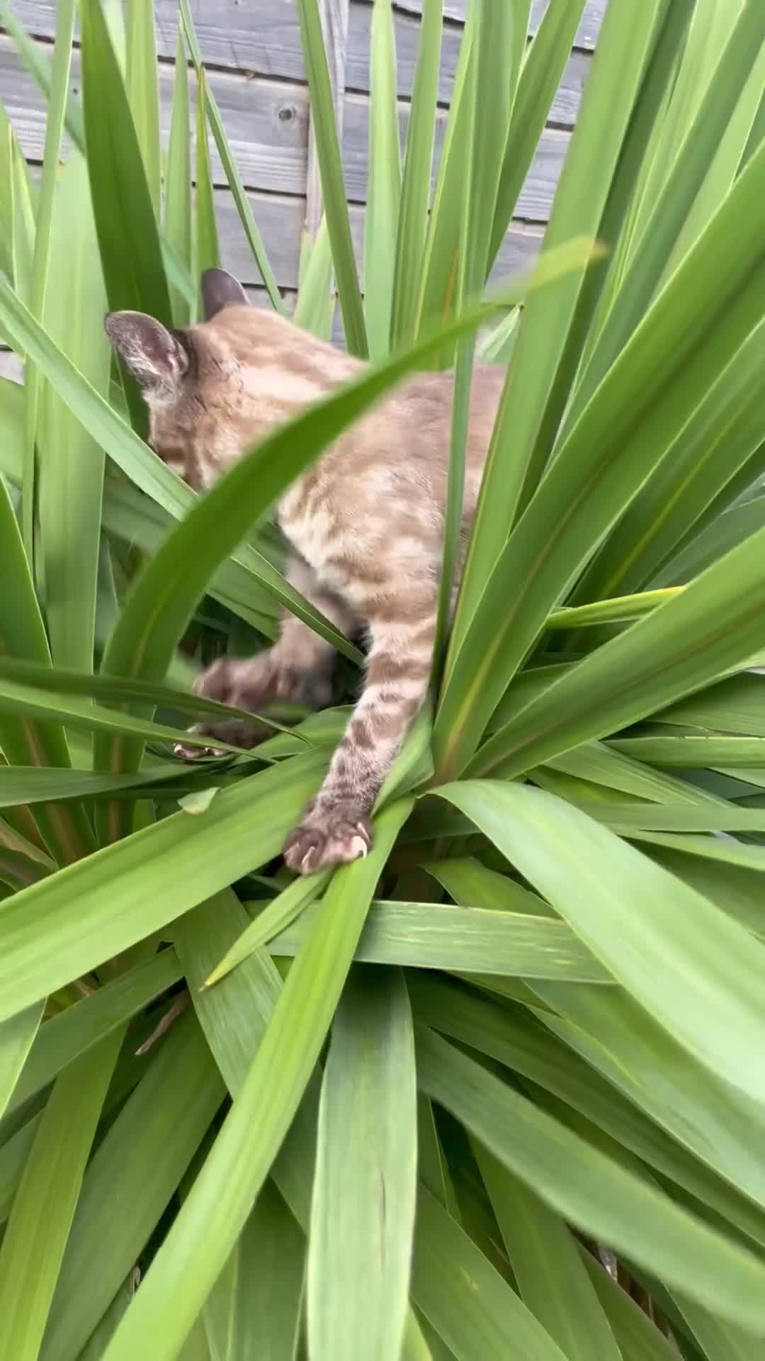 Bengal cats for sale: Sibling Bengals  - Video 2