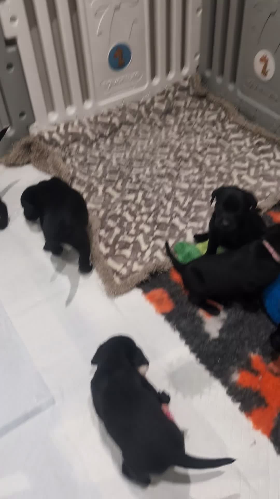 Labrador Retriever dogs for sale: 2 boys left - Stunning KC Reg Black Lab puppies - Video 3