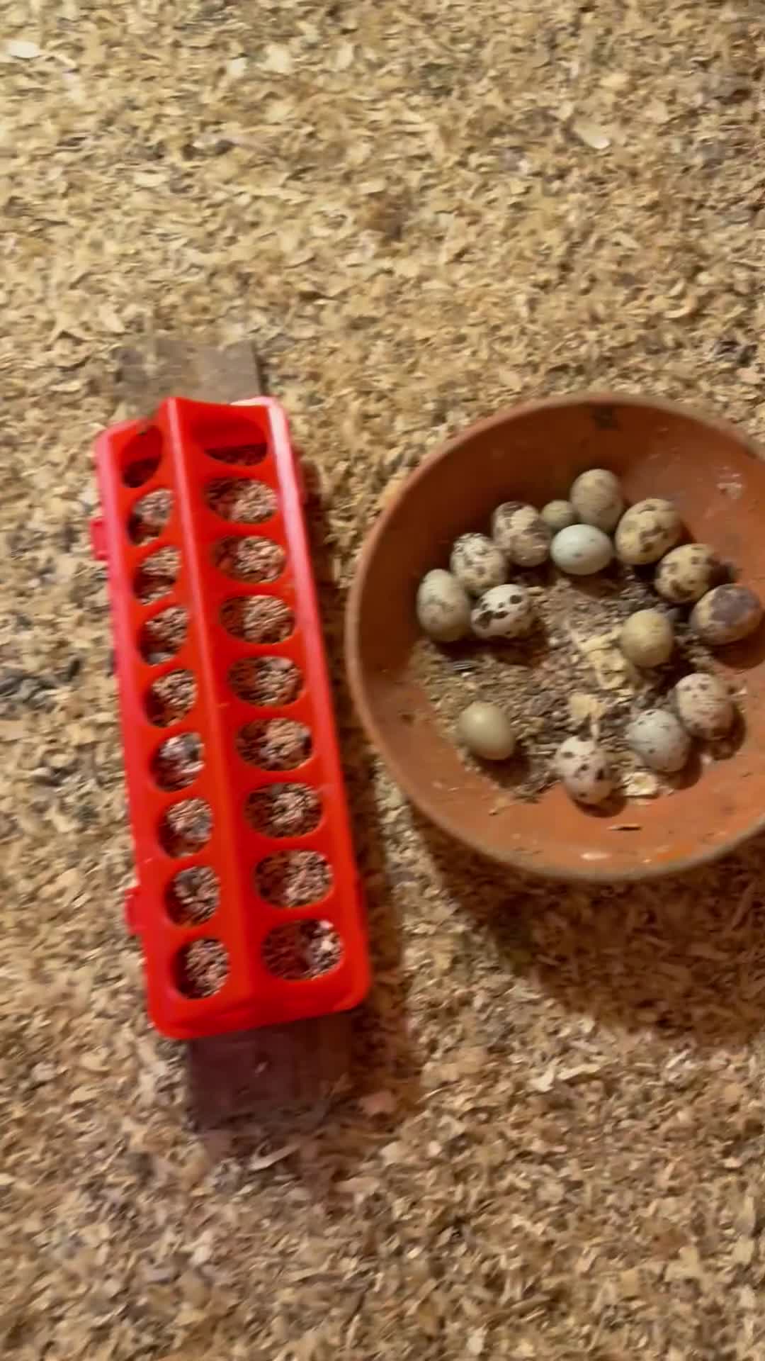 Quail poultry for sale: Quails - Video 1