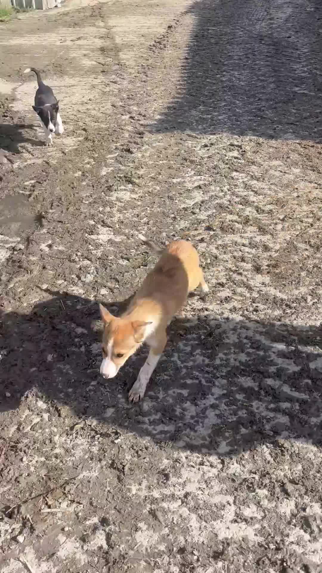 Mixed Breed dogs for sale: 2 collie dogs  - Video 1